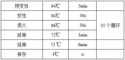 Primers for detecting polymorphism of FTO rs79206939 gene and PCR (polymerase chain reaction) method