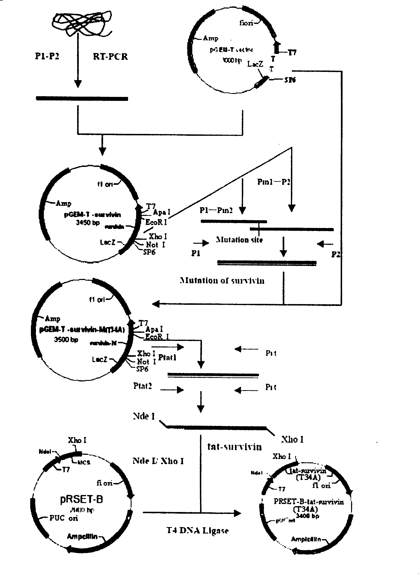 Survivin mutant containing HIV transduction structural area and its preparation method and uses