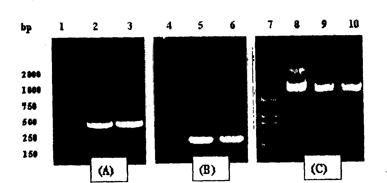 Survivin mutant containing HIV transduction structural area and its preparation method and uses