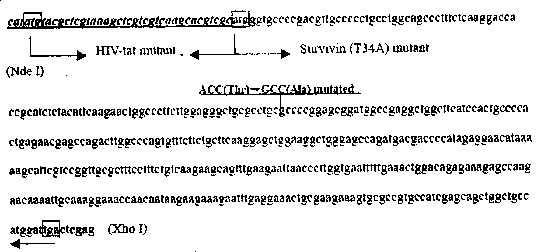 Survivin mutant containing HIV transduction structural area and its preparation method and uses