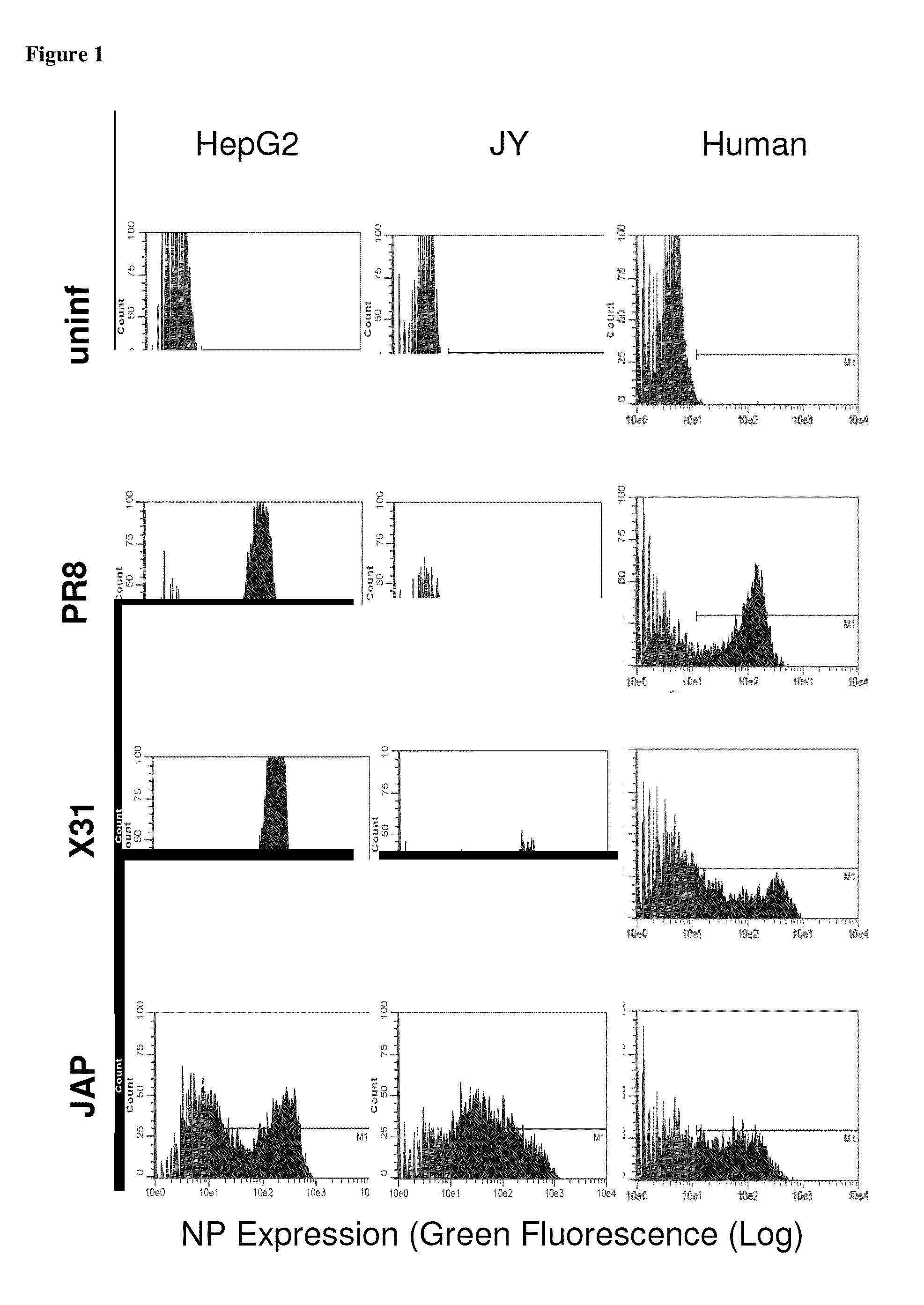 Cytotoxic T Lymphocyte Inducing Immunogens For Prevention Treatment and Diagnosis of INFLUENZA VIRUS INFECTION