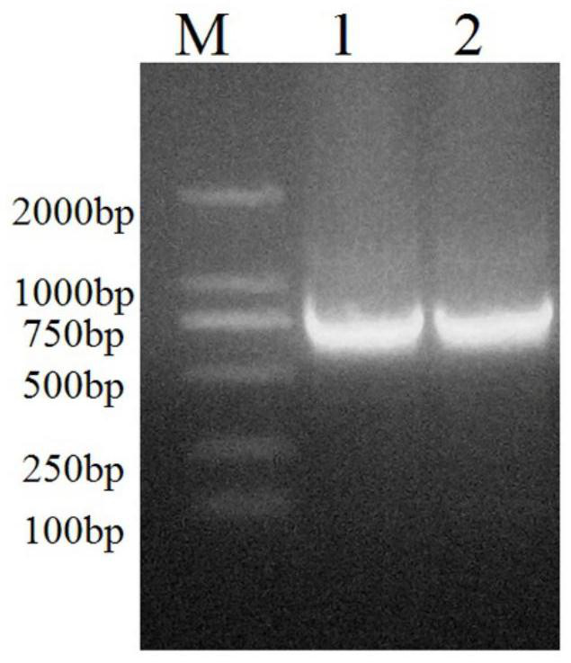 Preparation method and product of anti-diazepam single-chain antibody and detection method of diazepam