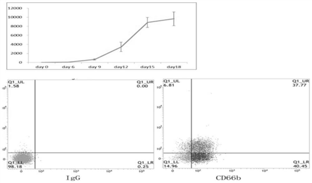 Efficient multiplication culture system of neutrophil and application of efficient multiplication culture system