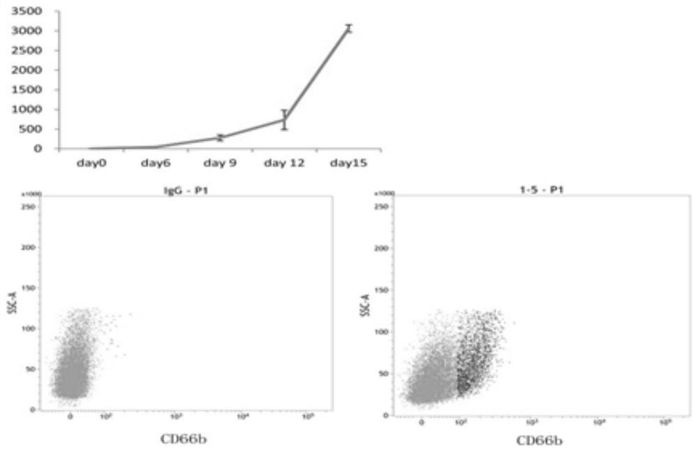 Efficient multiplication culture system of neutrophil and application of efficient multiplication culture system