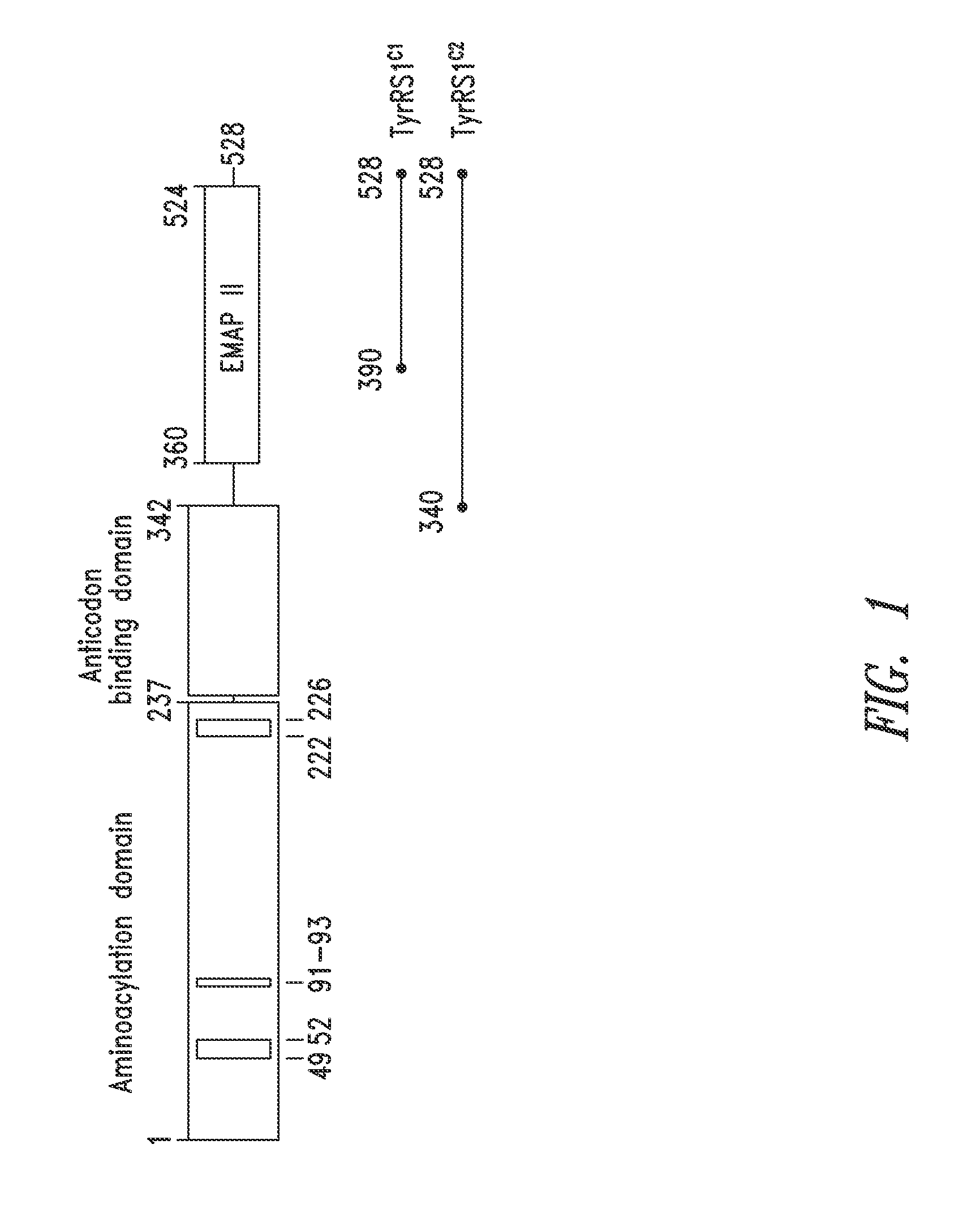 Innovative discovery of therapeutic, diagnostic, and antibody compositions related to protein fragments of tyrosyl-tRNA synthetases