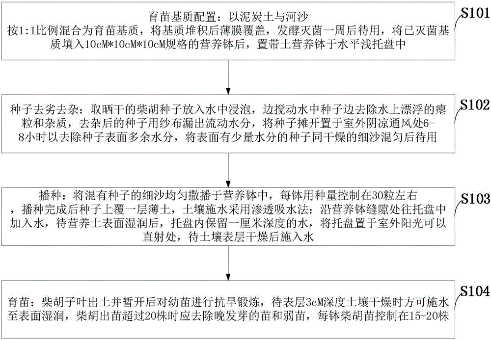 Rapid and efficient radix bupleuri seedling culturing method