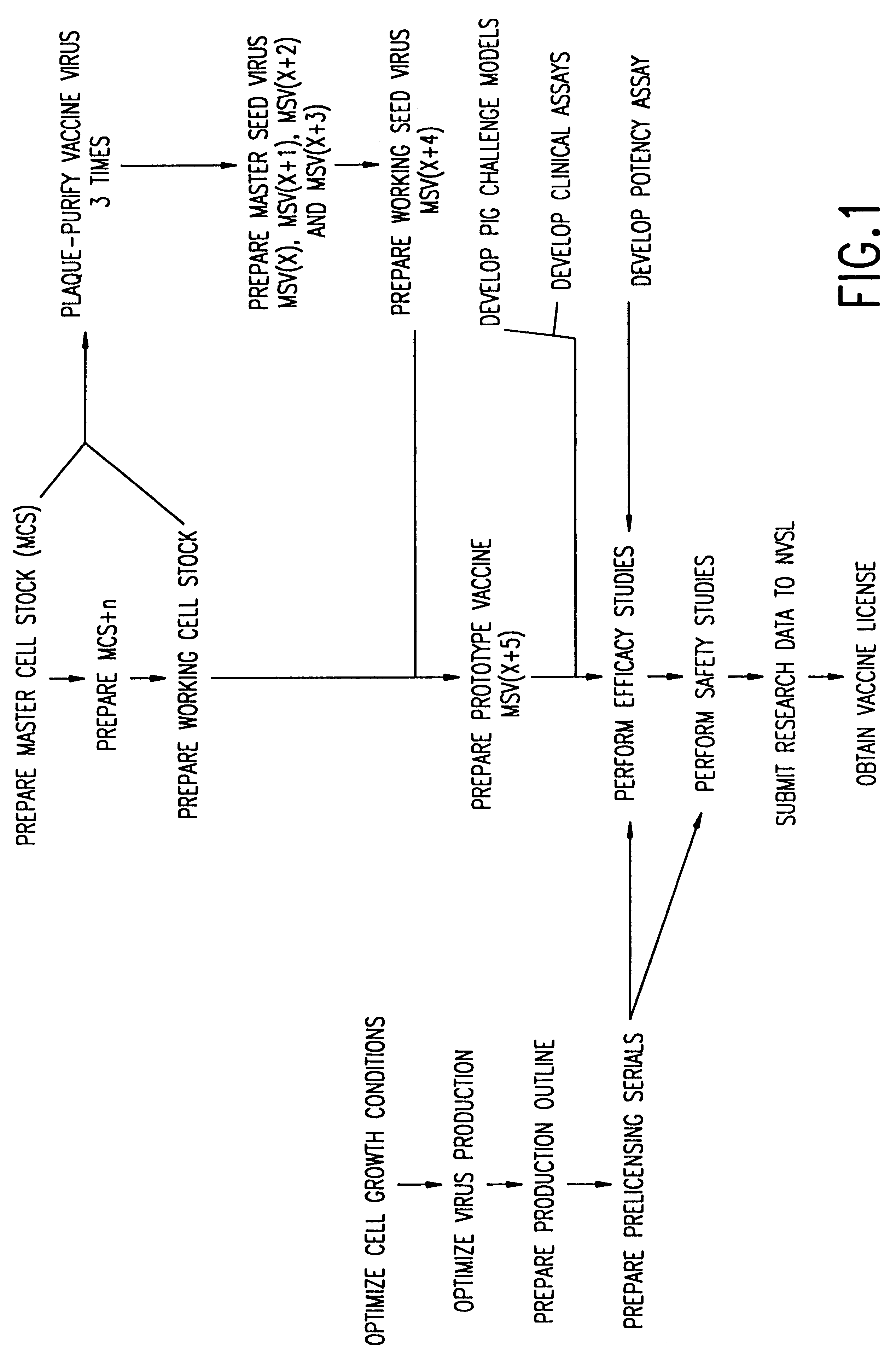 Method of producing a vaccine which raises an immunological response against a virus causing a porcine respiratory and reproductive disease