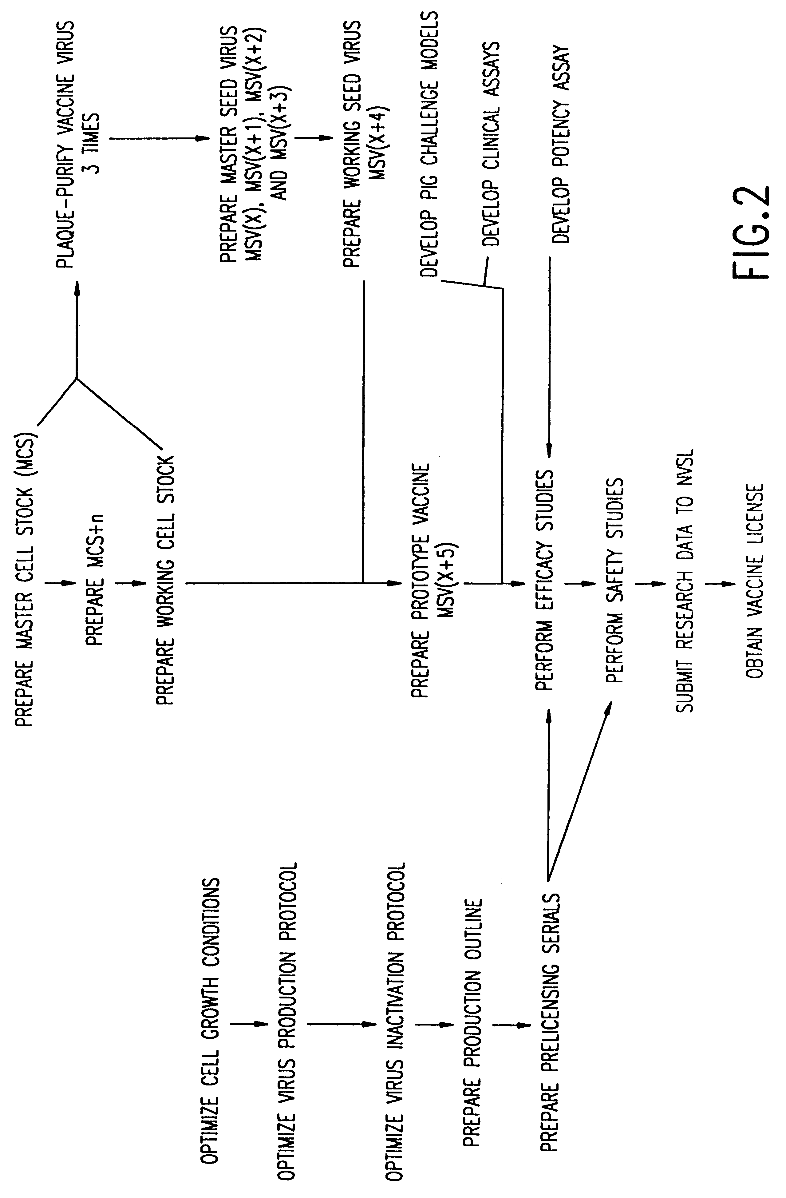 Method of producing a vaccine which raises an immunological response against a virus causing a porcine respiratory and reproductive disease