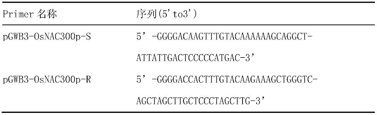 A biosensor and sensing method for visually displaying the degree of CD stress on plant roots