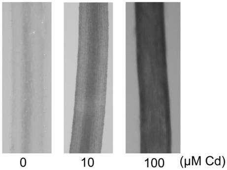 A biosensor and sensing method for visually displaying the degree of CD stress on plant roots