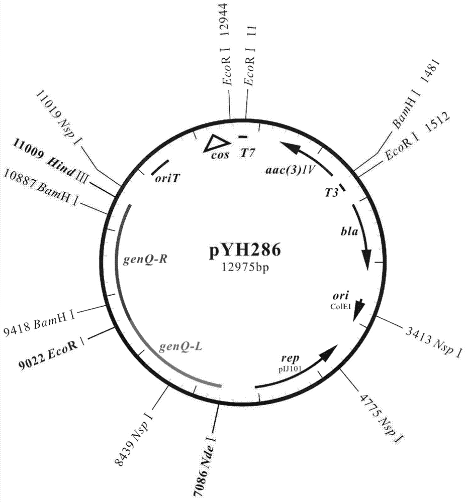 High-yield G418 engineering strain, and construction method and application thereof