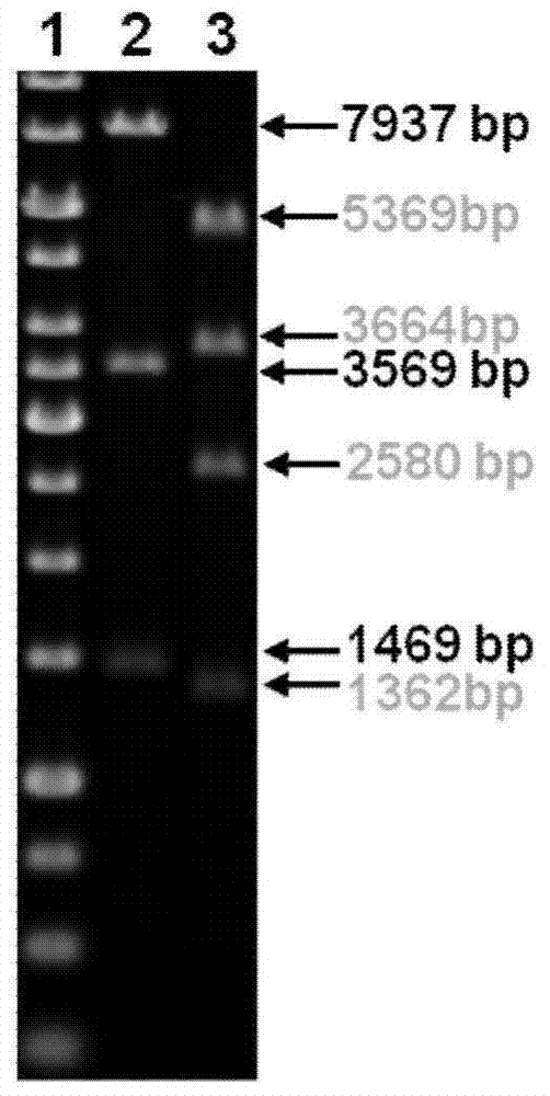 High-yield G418 engineering strain, and construction method and application thereof