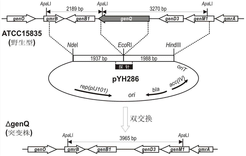 High-yield G418 engineering strain, and construction method and application thereof