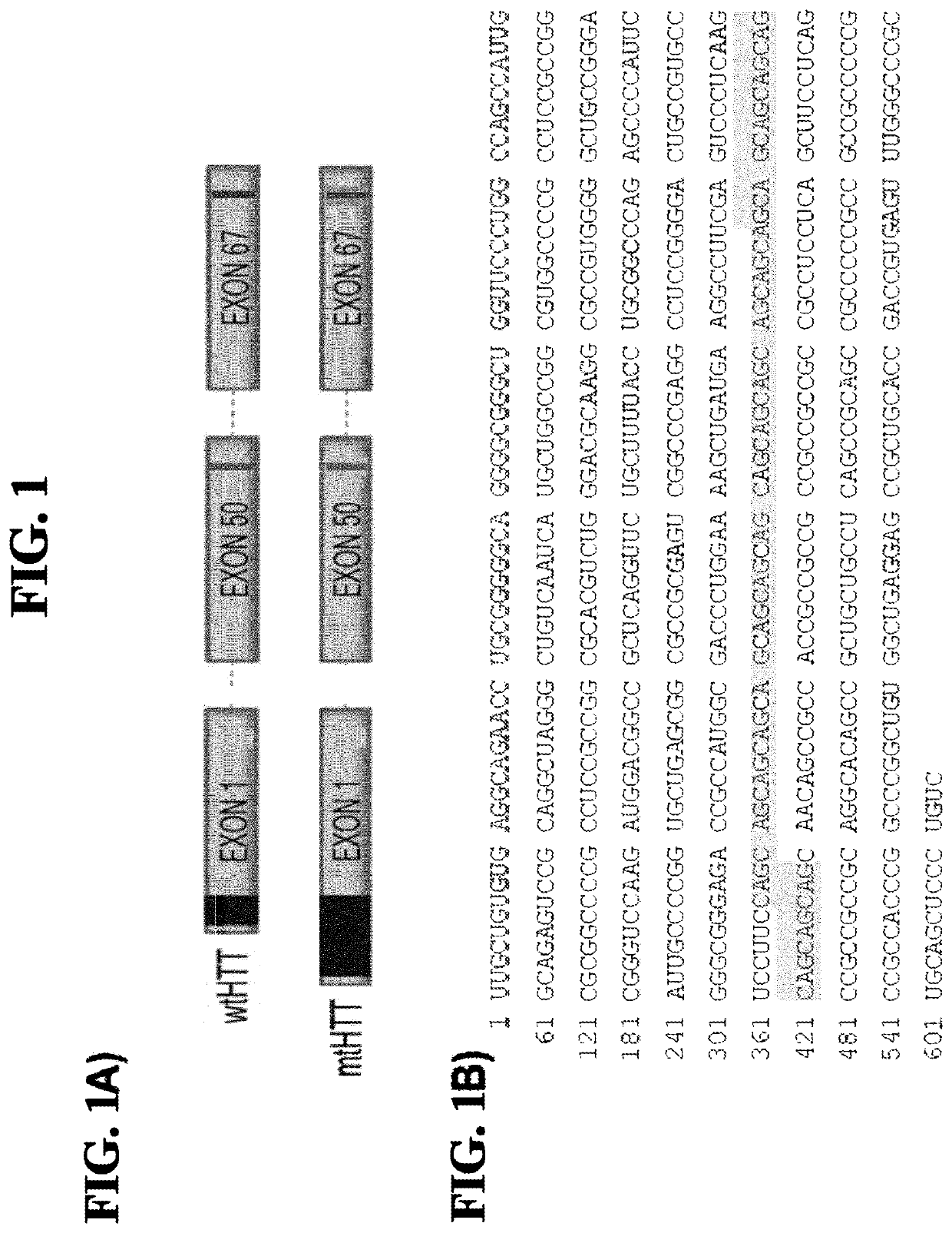 RNAi induced huntingtin gene suppression