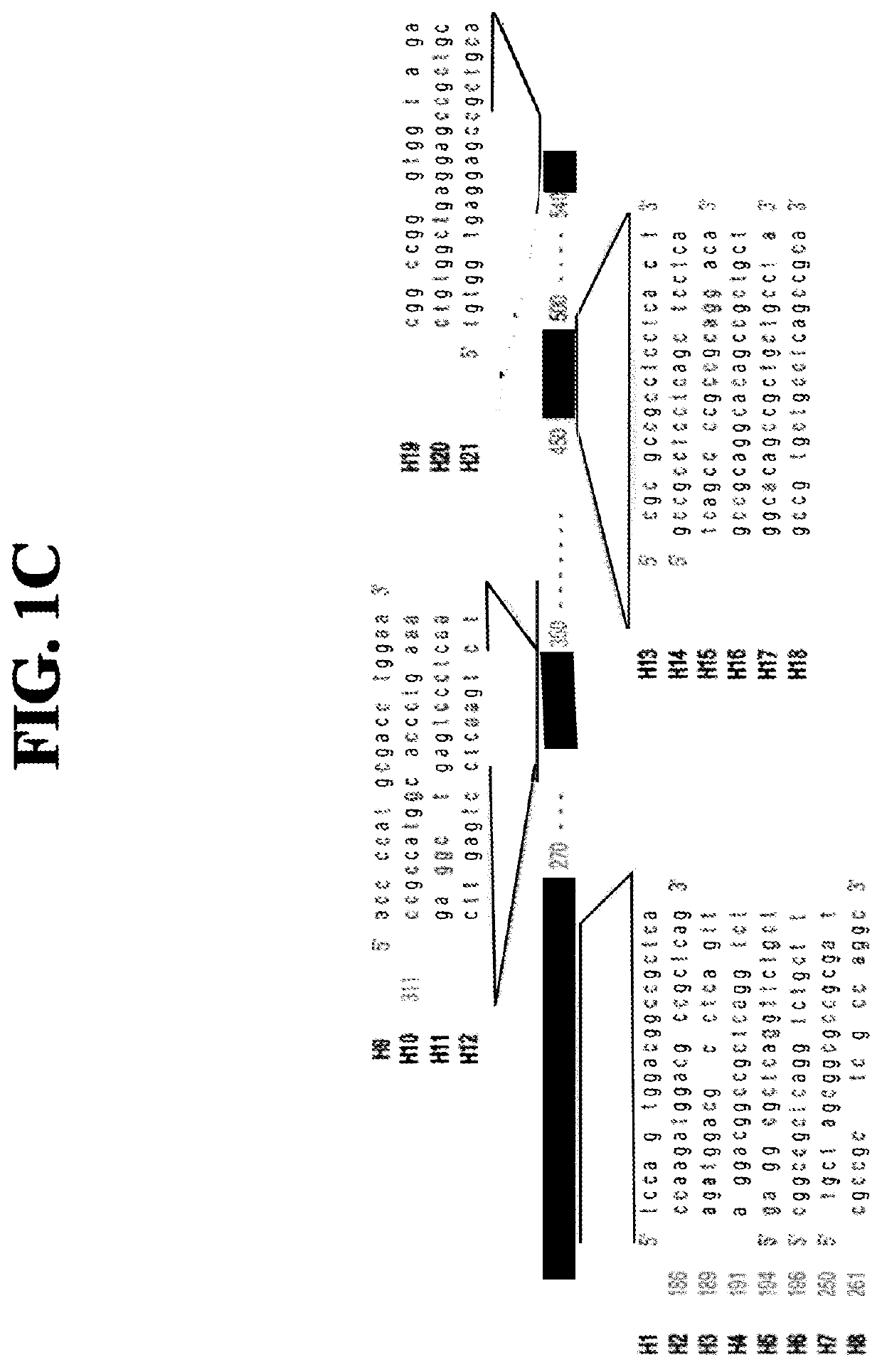 RNAi induced huntingtin gene suppression