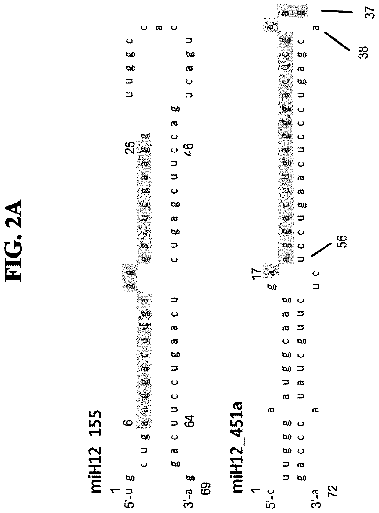 RNAi induced huntingtin gene suppression