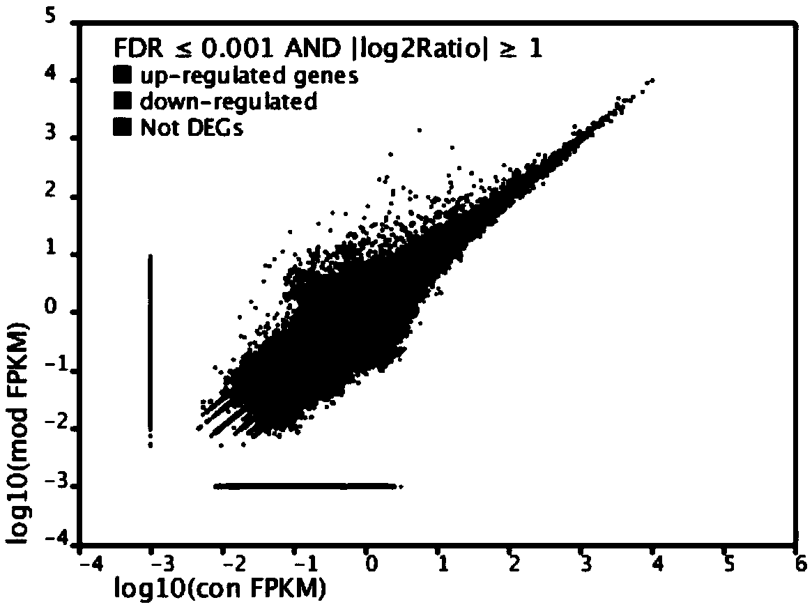 Method for utilizing gene chip to analyze lipopolysaccharide to stimulate variation of expression profile of dairy cow mammary epithelial cells