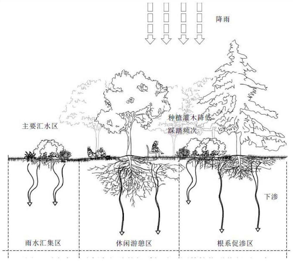 A kind of method of constructing root system to promote infiltration type garden plant community