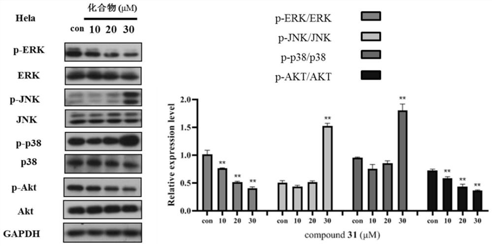 Preparation of isopentenyl flavone and application of isopentenyl flavone as medicine for treating cervical cancer