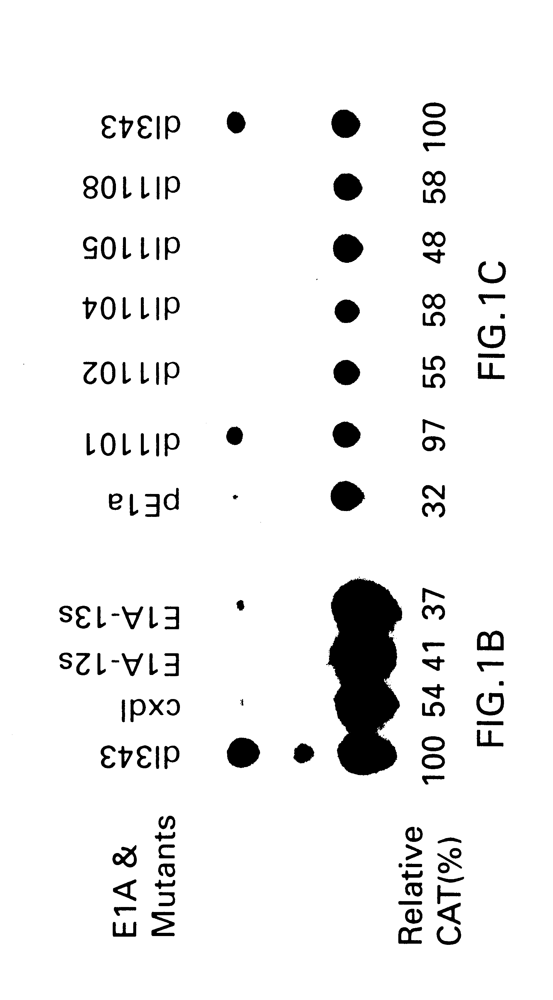 Suppression of tumor growth using a mini-E1A gene