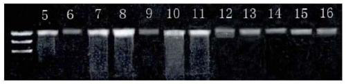 General macro bar code amplification primers for marine zooplanktons