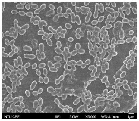 A kind of antibacterial and anti-protein adhesion coating and preparation method thereof