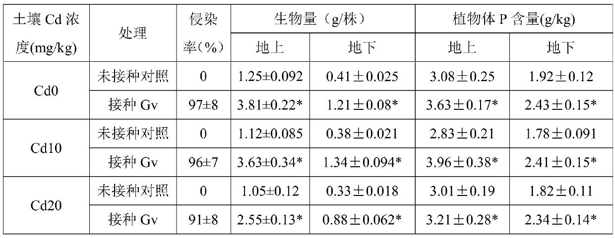 Method for reducing honeysuckle cadmium accumulation and increasing honeysuckle yield through glomus versiforme berch