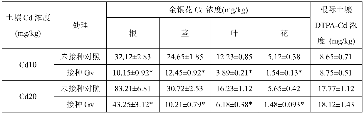 Method for reducing honeysuckle cadmium accumulation and increasing honeysuckle yield through glomus versiforme berch