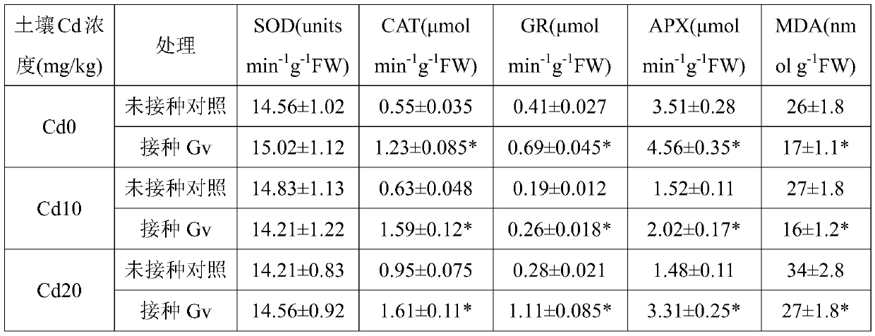 Method for reducing honeysuckle cadmium accumulation and increasing honeysuckle yield through glomus versiforme berch