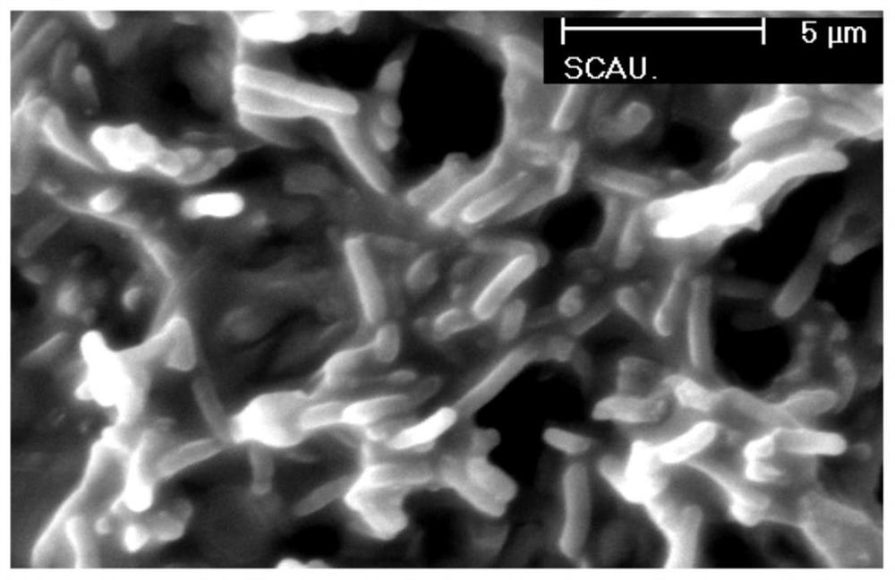 A method for expressing antibacterial peptides by using sumo fusion