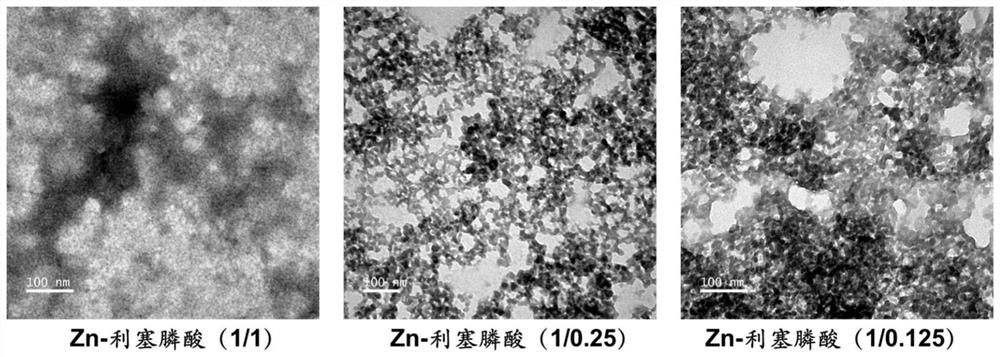 Preparation of risedronate zinc micro-nano adjuvant and application of adjuvant as vaccine adjuvant