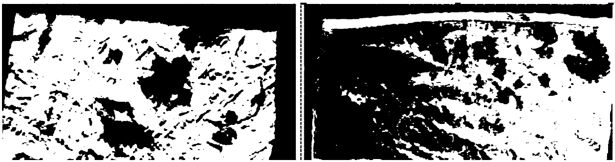 Camellia oil soap powder and preparation method thereof