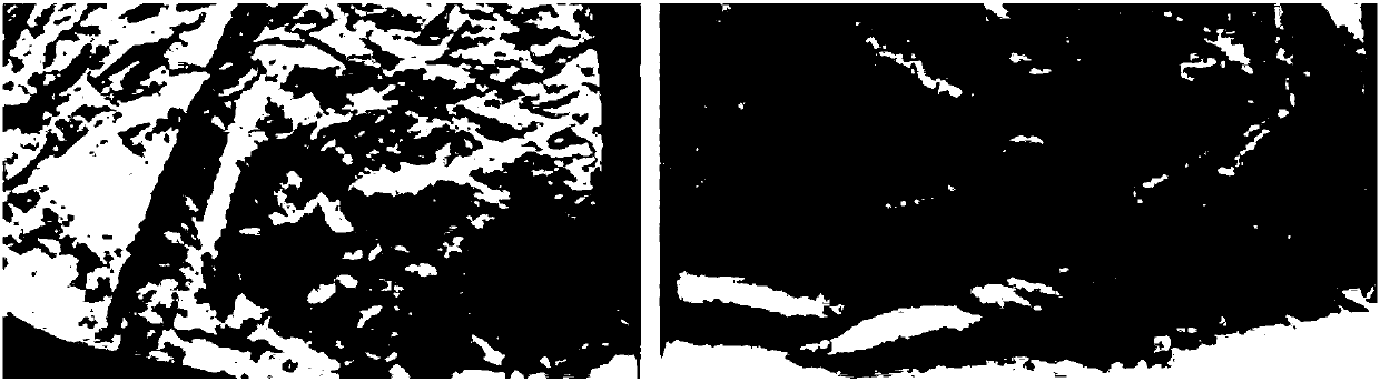 Camellia oil soap powder and preparation method thereof