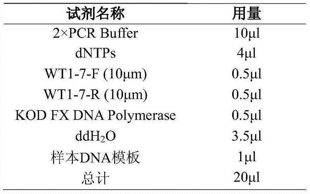 Method and primer for detection of polymorphic site of seventh exon of WT1 gene