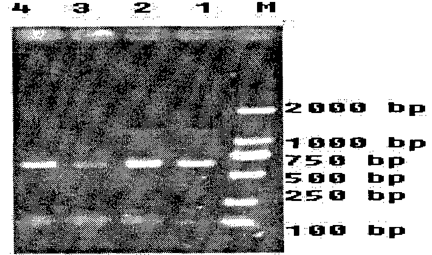 A method for extracting total DNA from environmental samples with high efficiency in removing humus