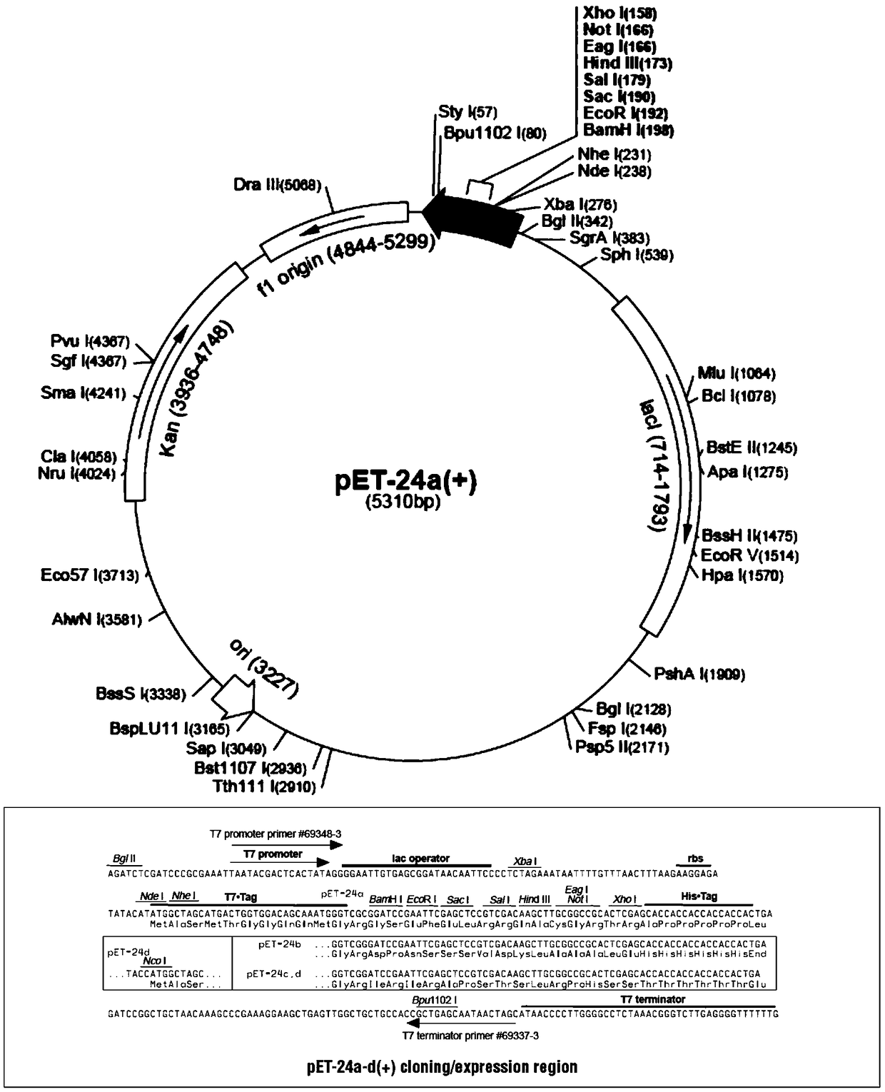 Protein sequence 11B09 and application thereof