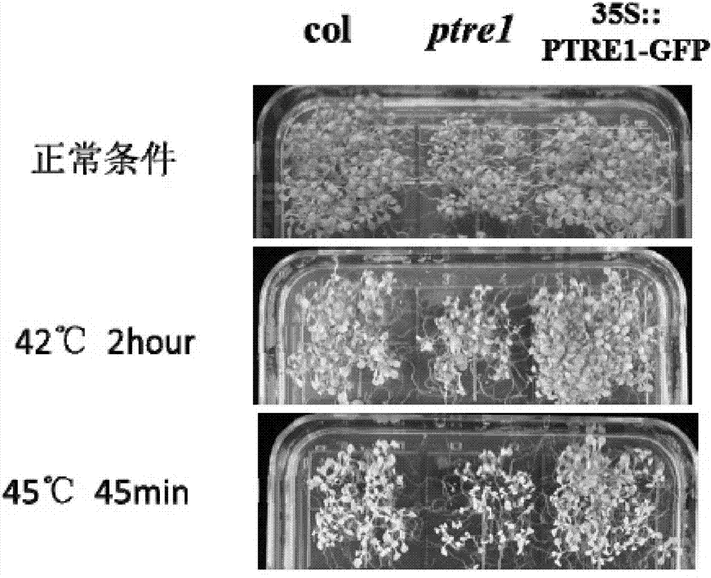 An application of a PTRE1 gene in regulation and control of plant heat resistance