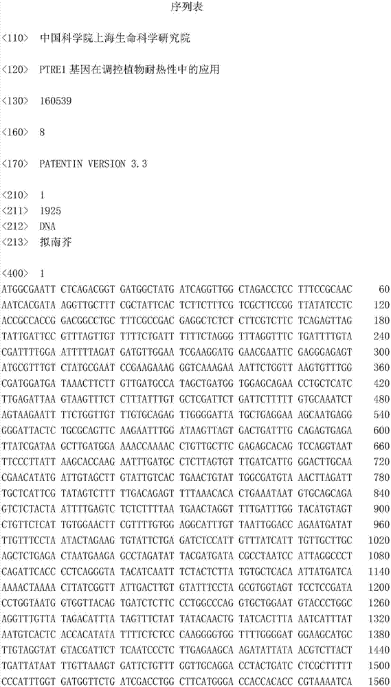 An application of a PTRE1 gene in regulation and control of plant heat resistance