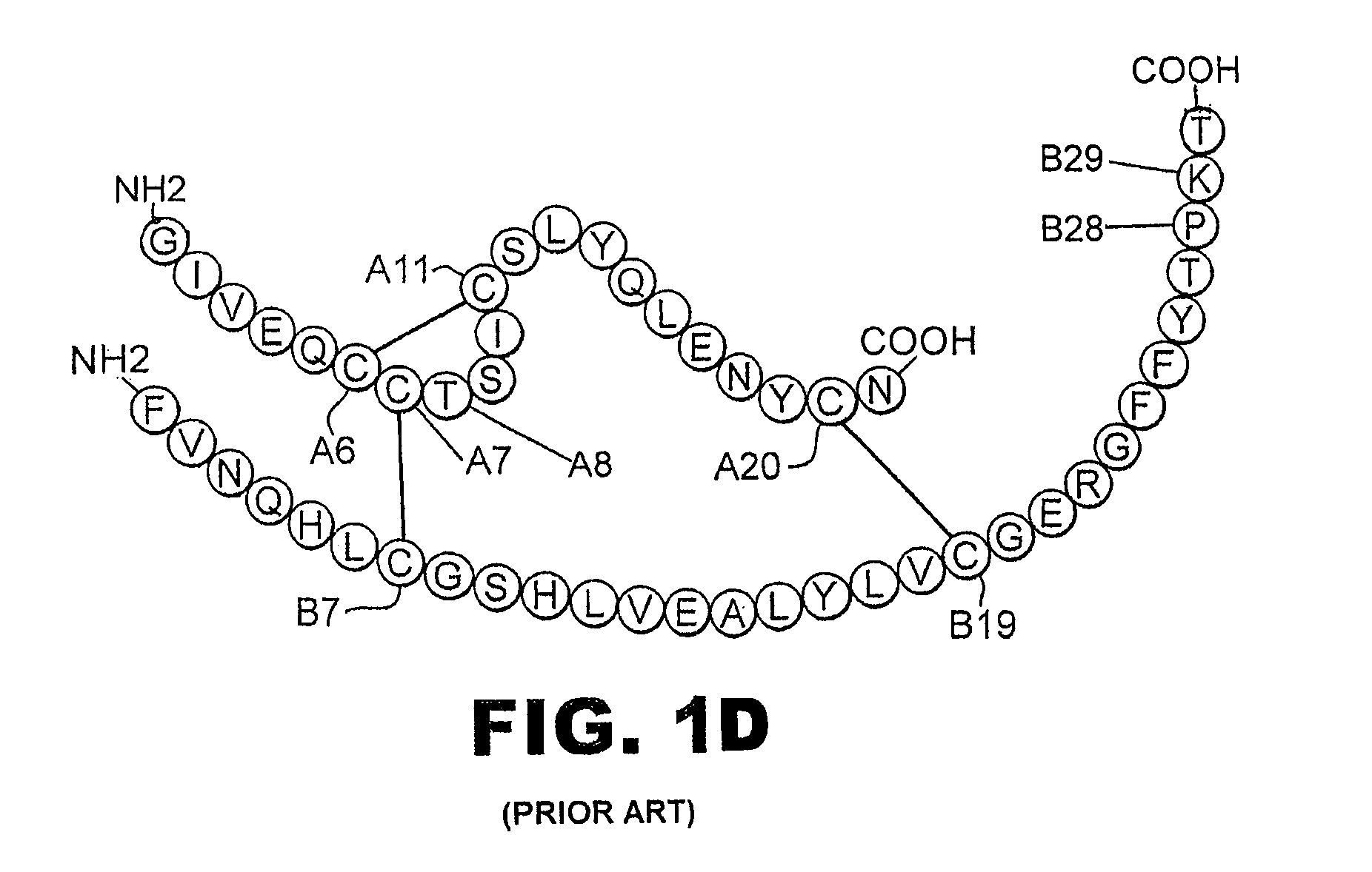 Meal-time insulin analogues of enhanced stability