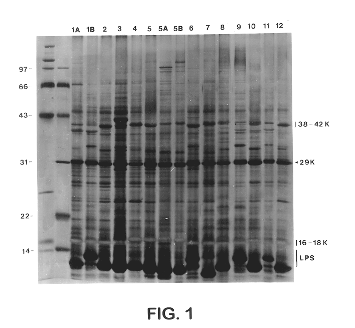 43 Kd protein vaccine and method for the production thereof