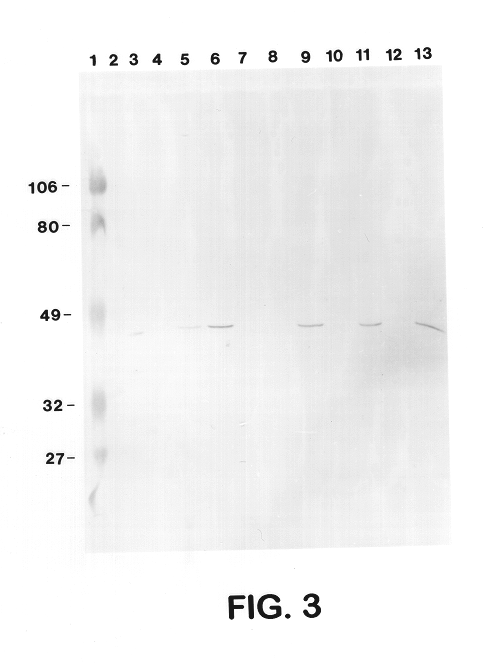 43 Kd protein vaccine and method for the production thereof