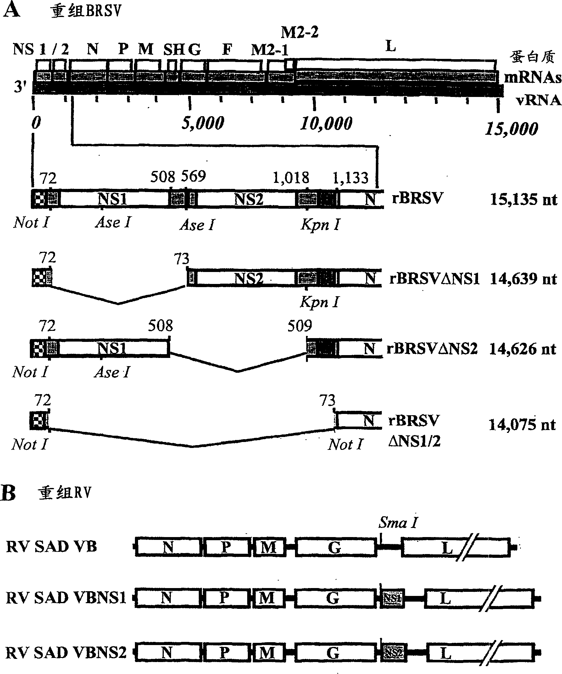 Pneumovirus NS proteins antagonising interferon (IFN) response