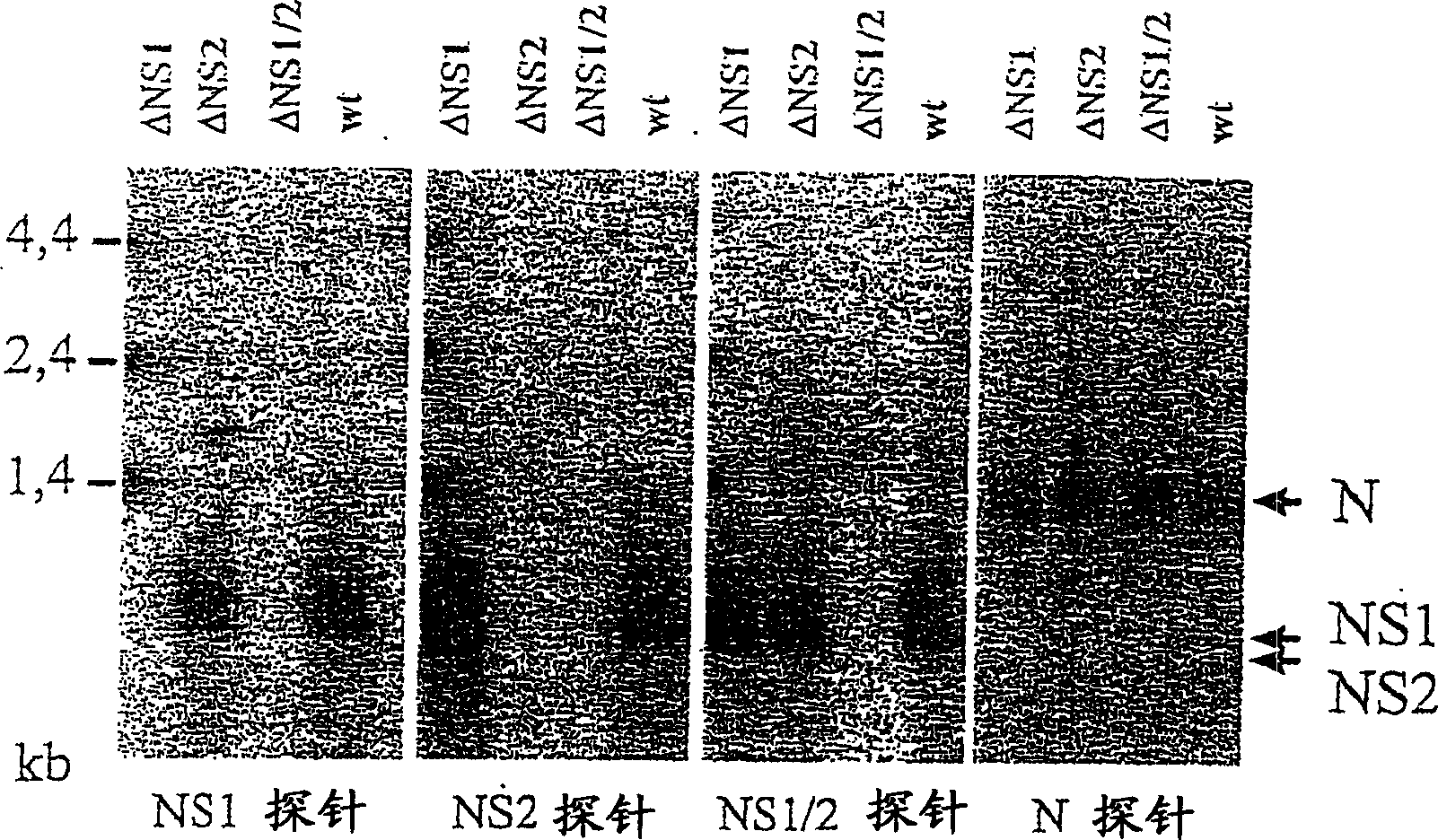 Pneumovirus NS proteins antagonising interferon (IFN) response