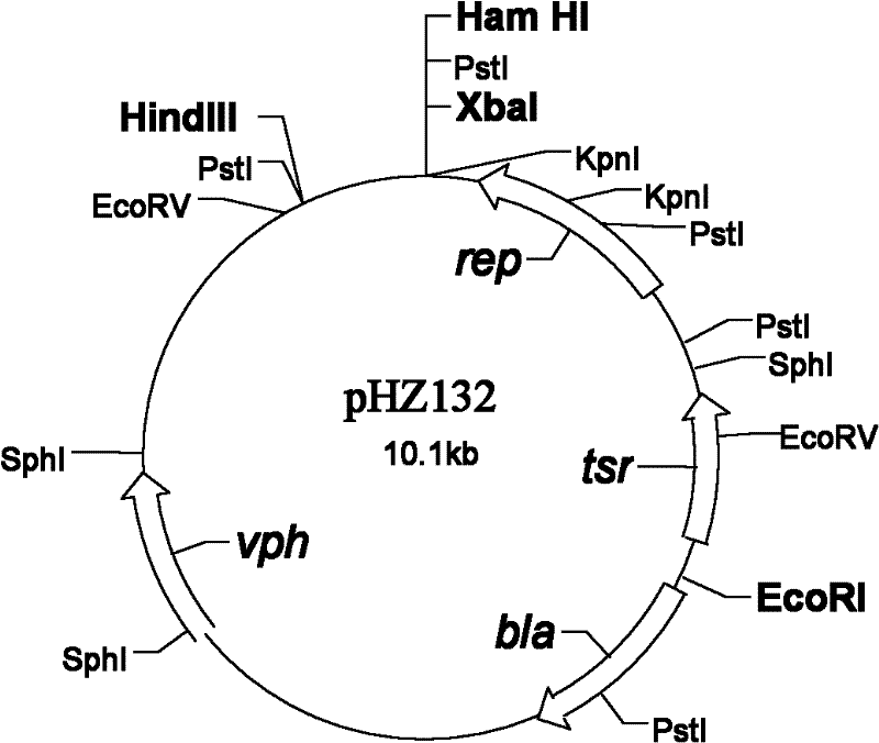 Engineering bacterium for producing Phospholipase A2 (PLA2) and applications thereof