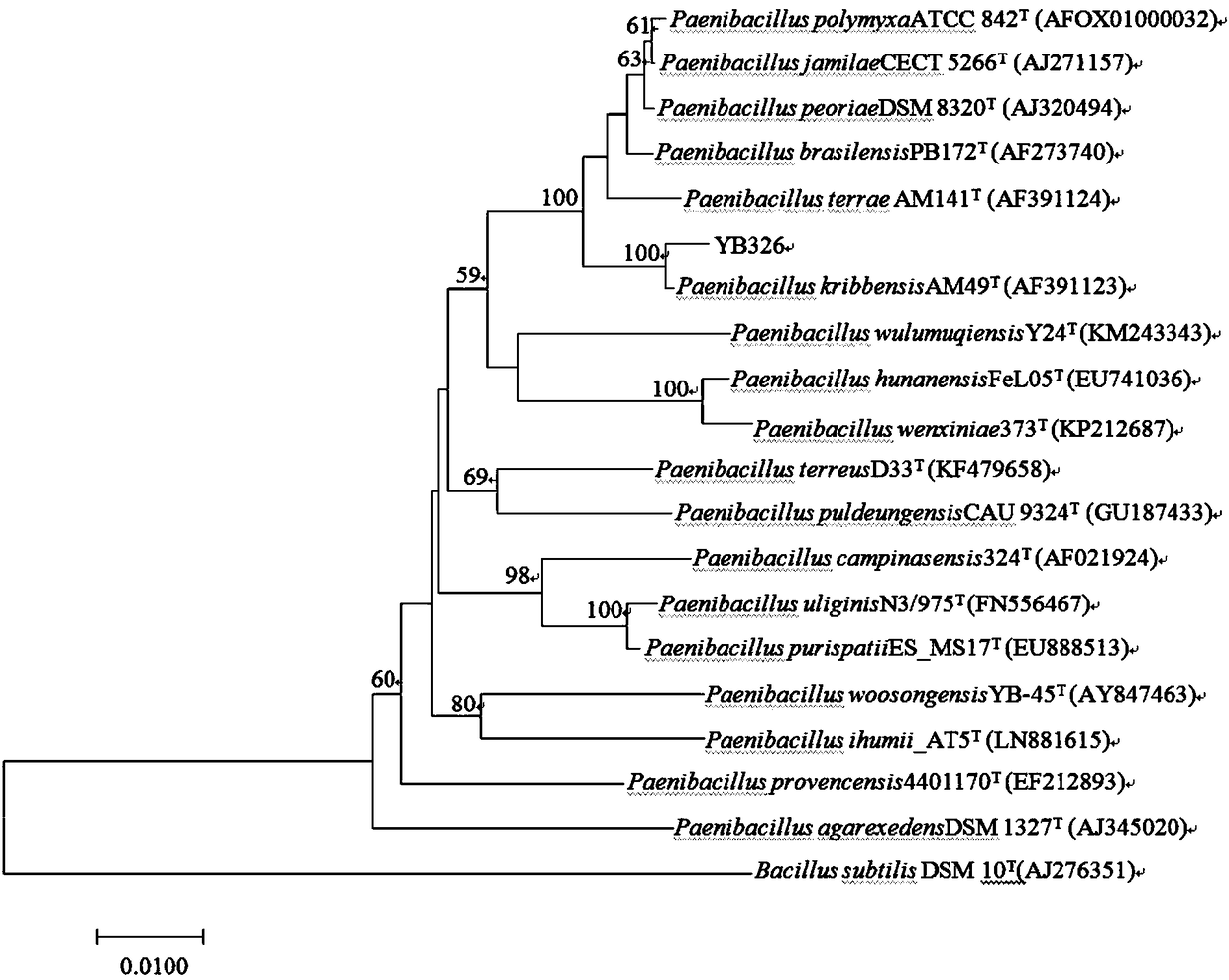 Paenibacillus kribbensis YB326 and application thereof