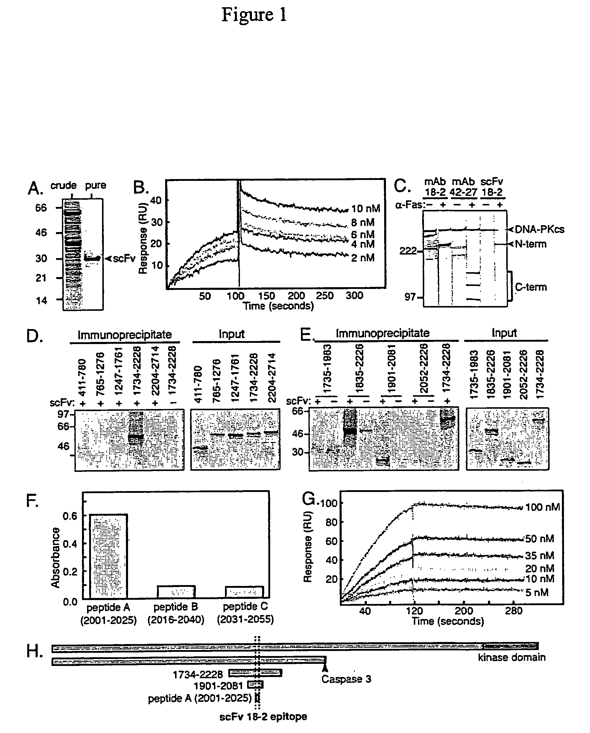 Compositions and methods for modulating DNA repair