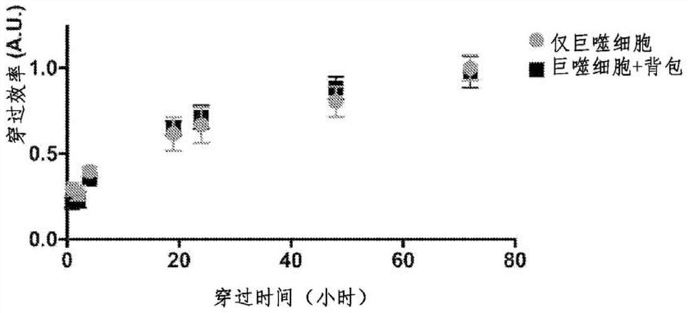 Compositions and methods relating to macrophages and/or monocytes with adhered particles