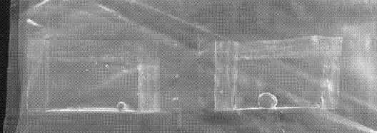 Whey isolate protein-sodium caseinate composite edible film and preparation method thereof