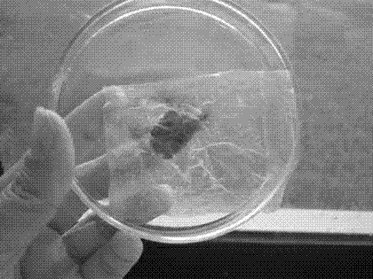 Whey isolate protein-sodium caseinate composite edible film and preparation method thereof