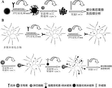 Method for directly separating CD&lt;4+&gt; and CD&lt;8+&gt; lymphocytes